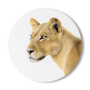 Lioness Wooden Coaster - LN6