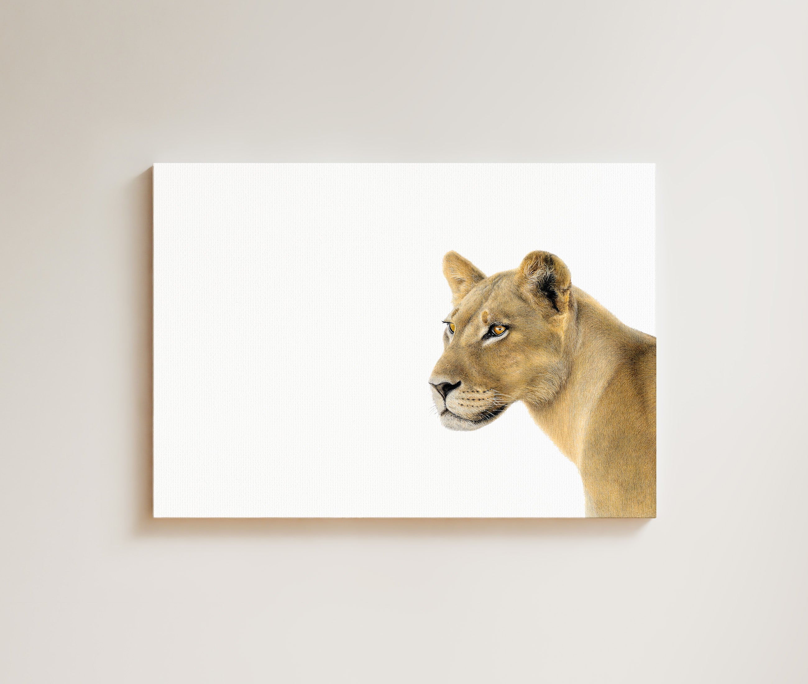 Lioness Portrait drawing on canvas by South African wildlife artist Matthew Bell