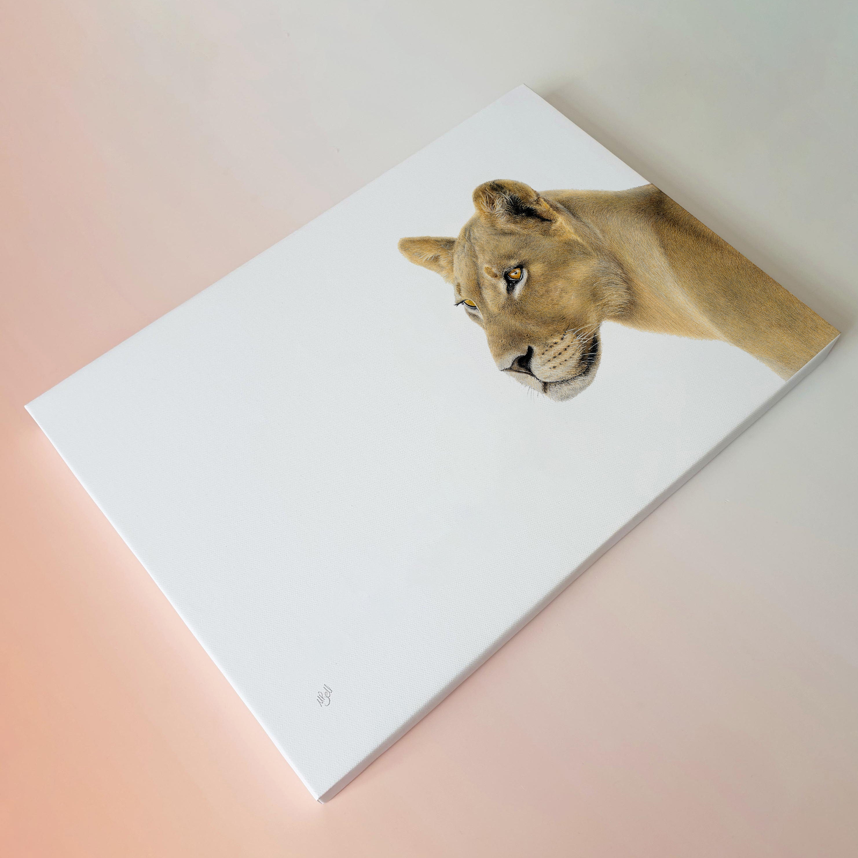 Lioness Portrait pencil artwork on canvas by Matthew Bell