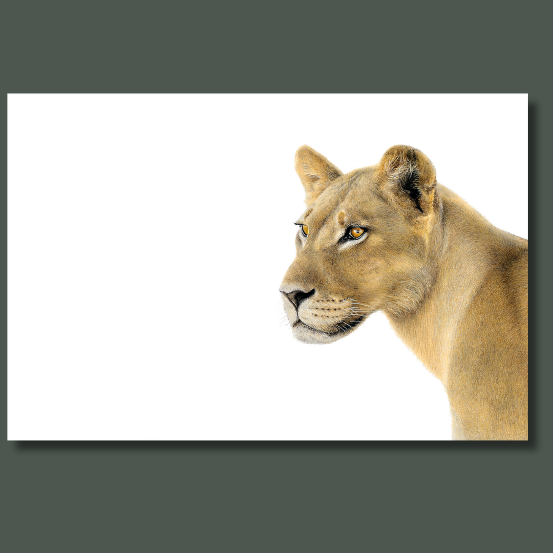 Lioness Portrait pencil artwork on canvas by Matthew Bell