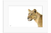 Lioness Portrait - LN6