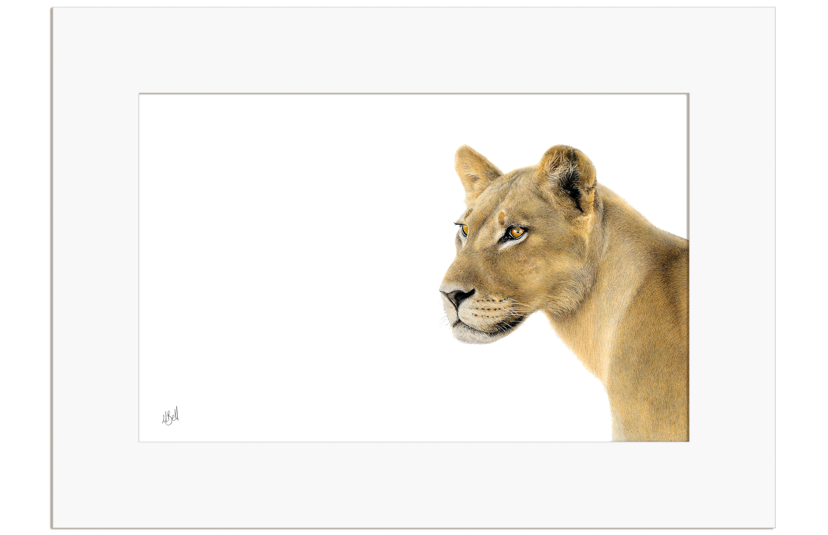 Lioness Portrait - LN6