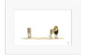 Male Lion and Lioness - LN8