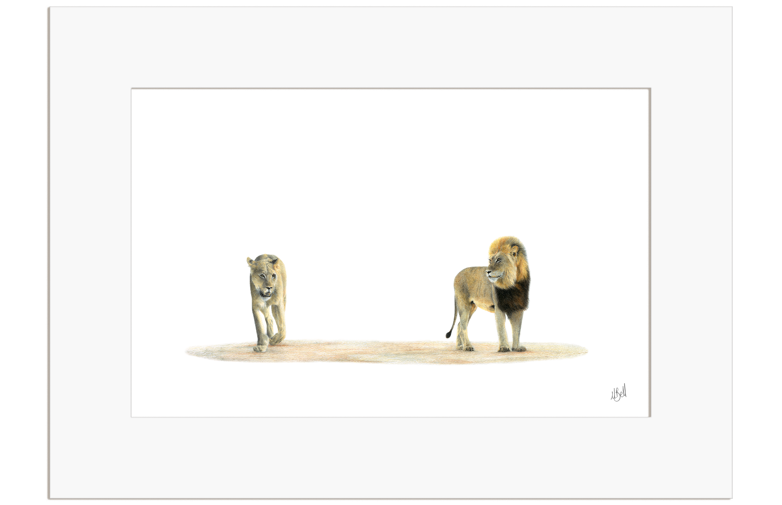 Male Lion and Lioness - LN8