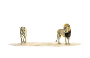 Male Lion and Lioness - LN8