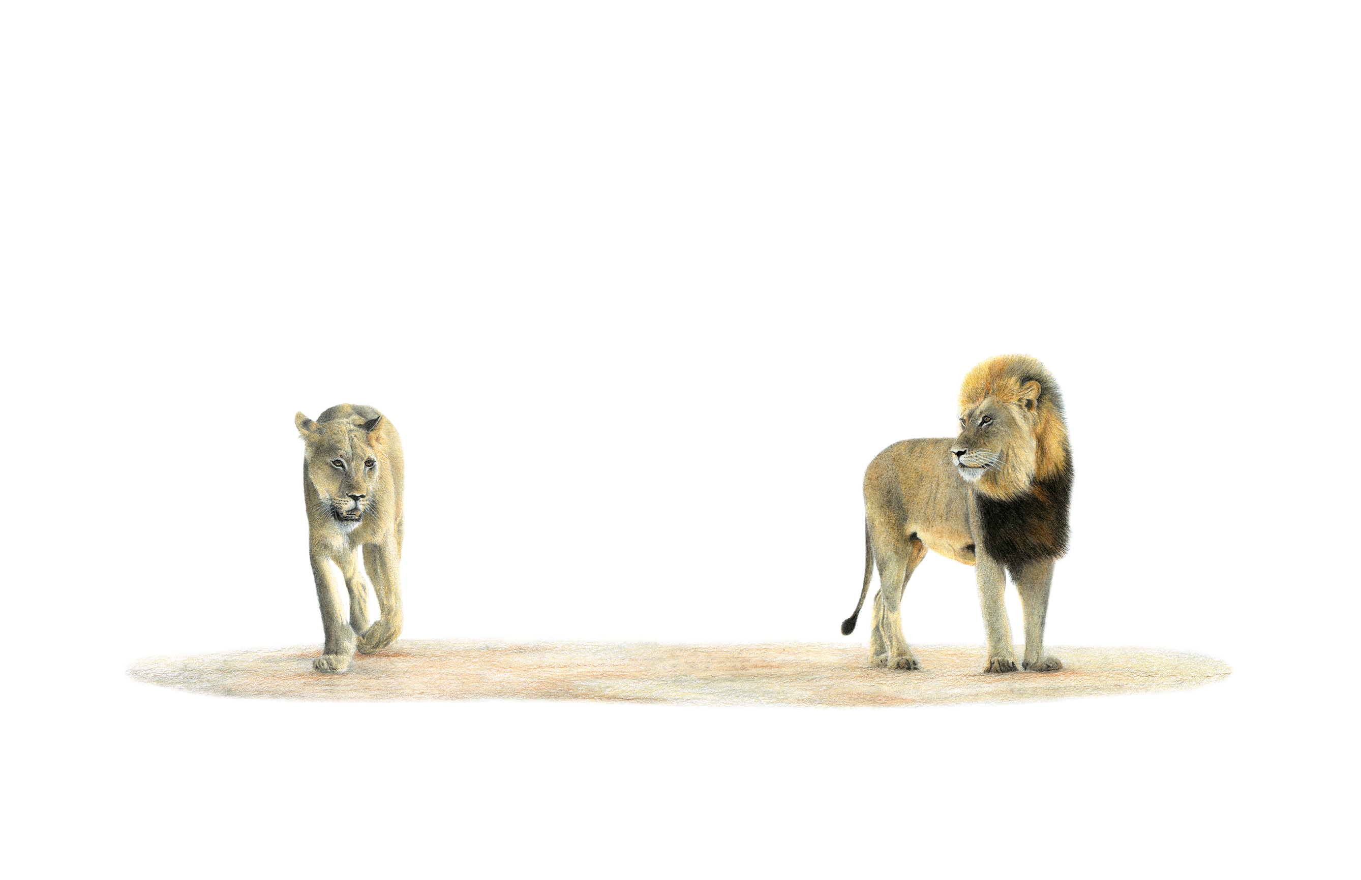 Male Lion and Lioness - LN8