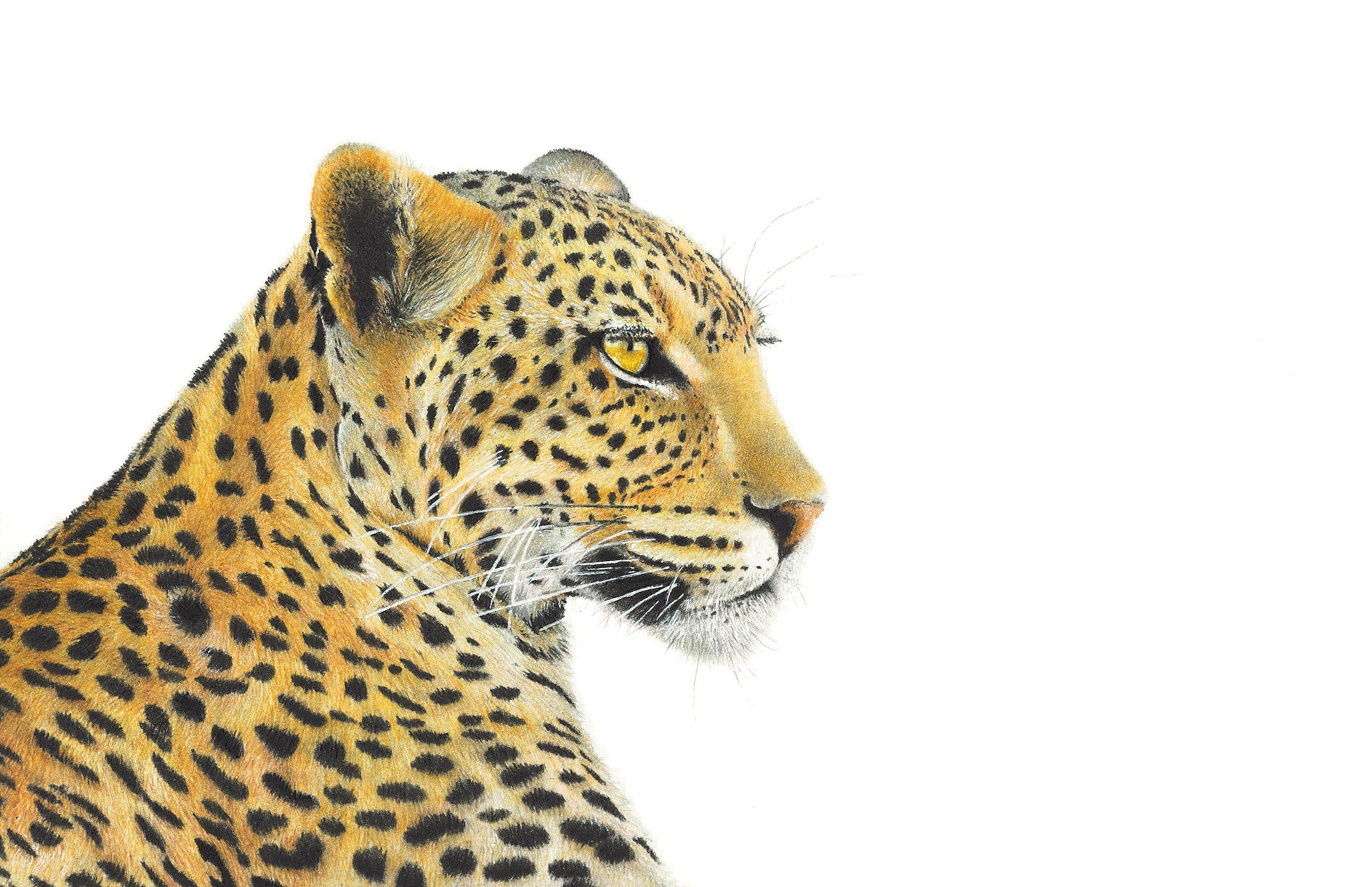 Stretched canvas print on a wooden frame by South African wildlife artist Matthew Bell of a Leopard