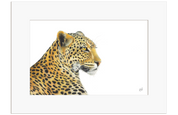 Leopard Portrait - LPD2