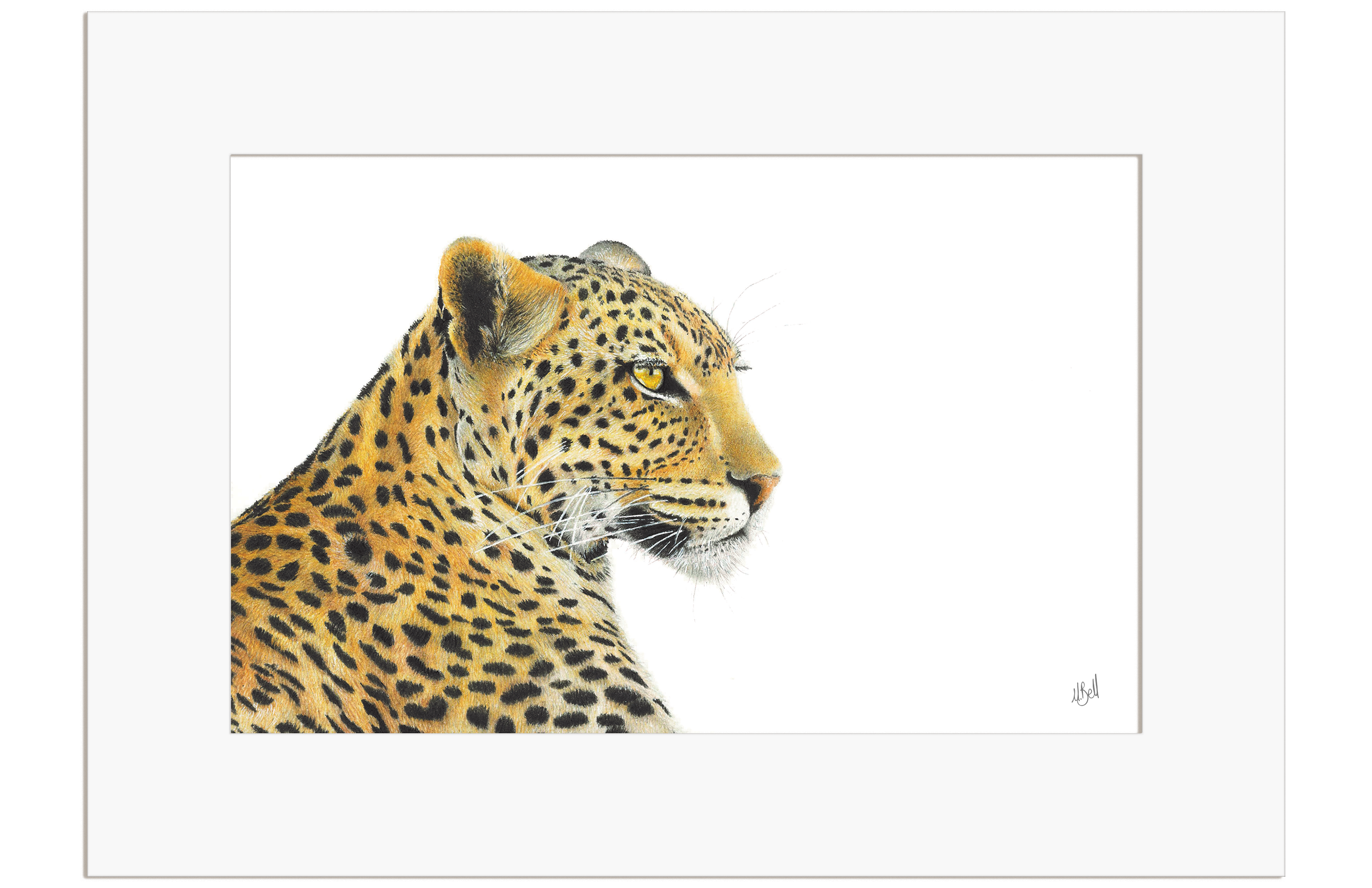 Leopard Portrait - LPD2