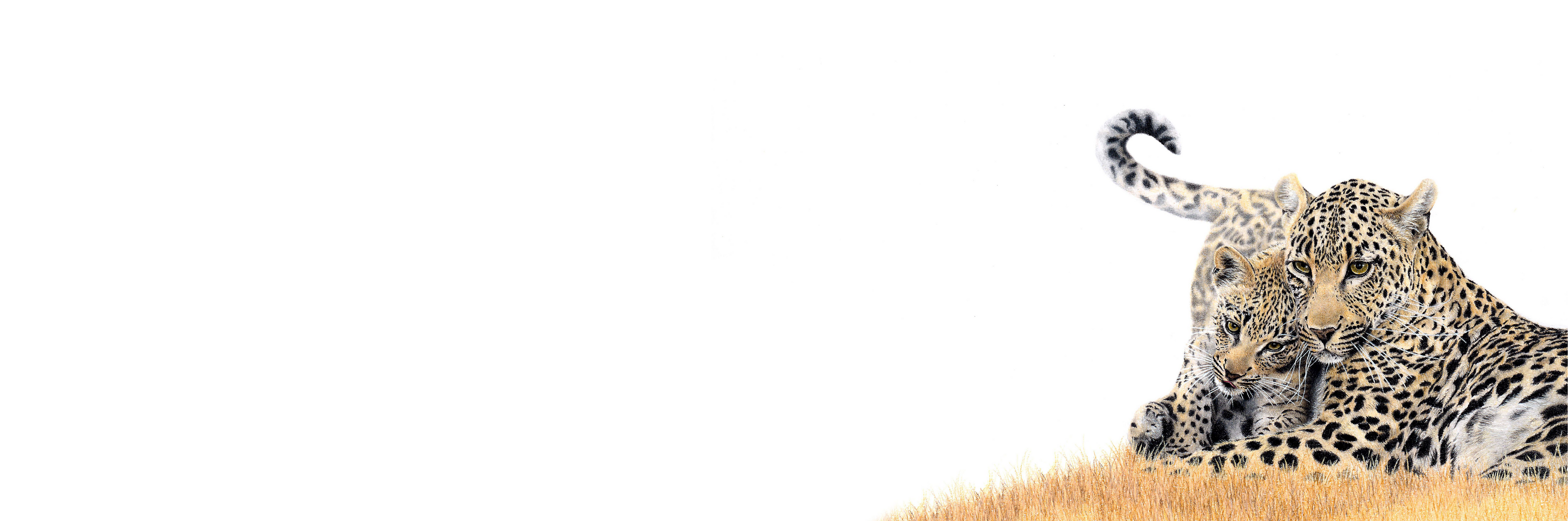 Leopard Mother & Cub Panorama