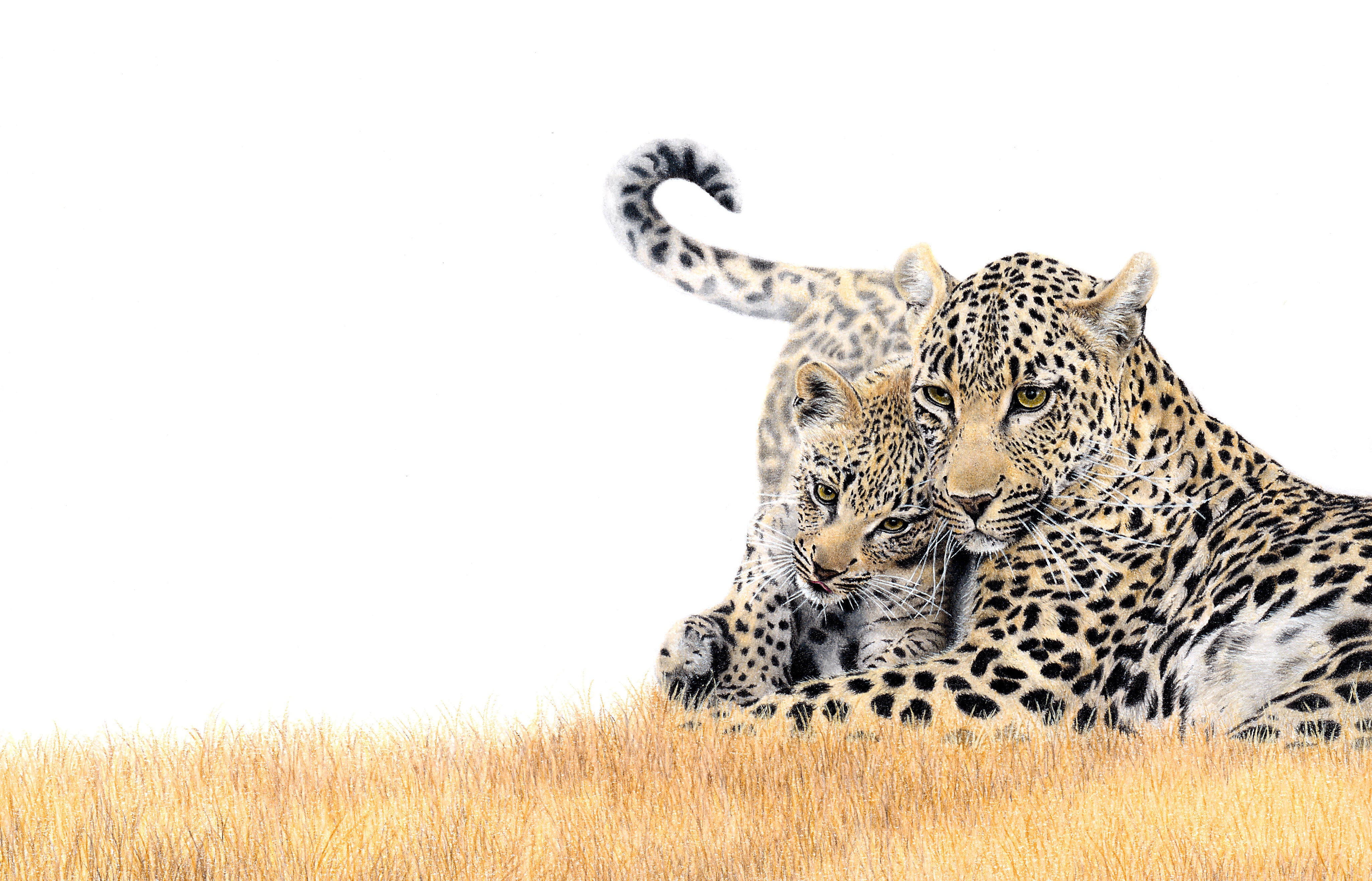 Framed artwork African wildlife pencil drawing of a leopard mother with her cub in the Kruger National Park by Matthew Bell artist