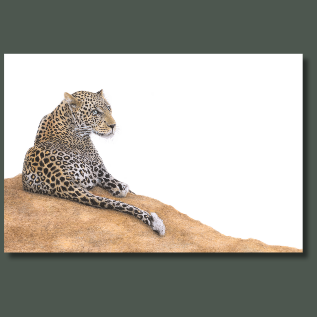Leopard on a dirt mound canvas art print
