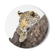 Leopard Wooden Coaster - LPD5