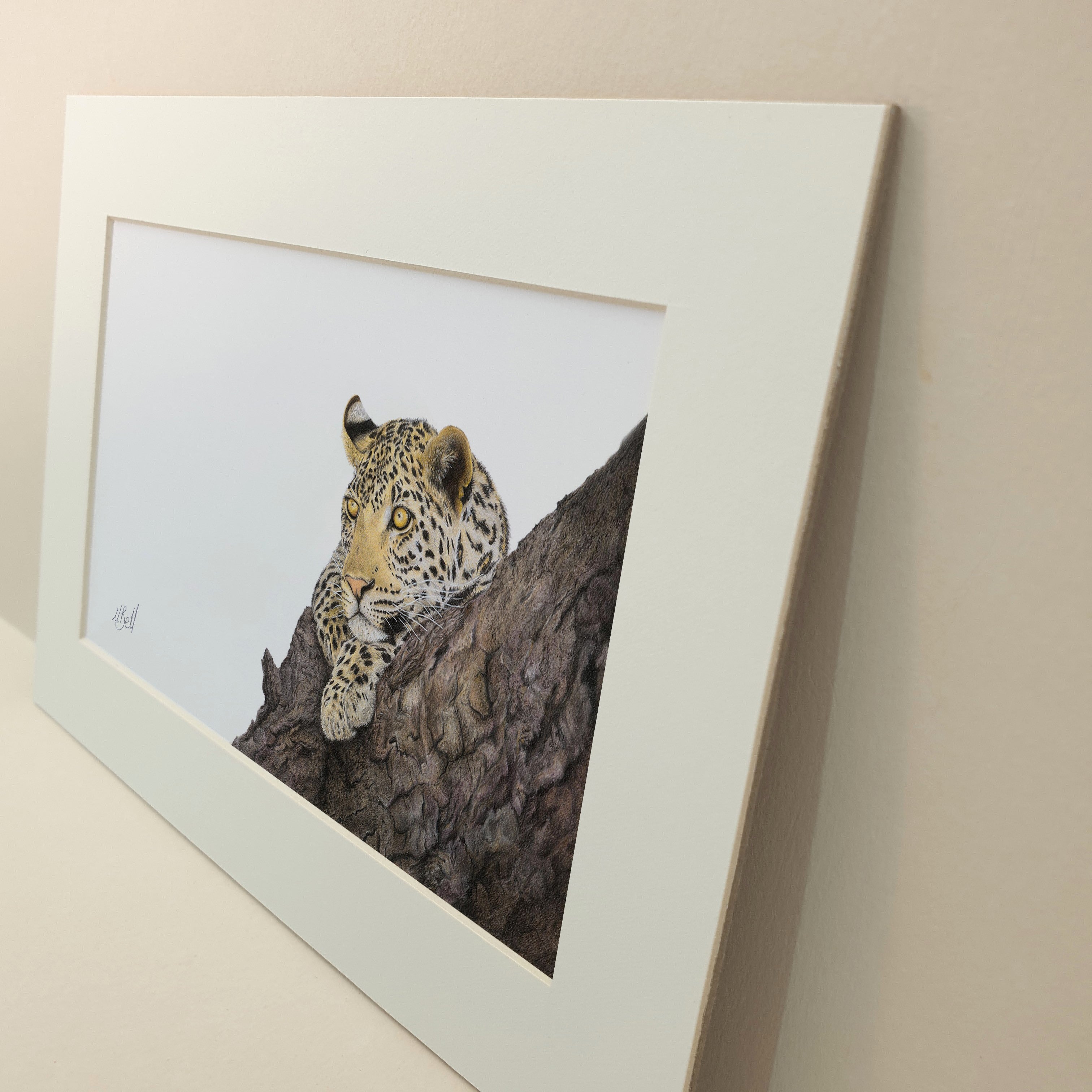 Leopard in a Marula Tree artwork drawing in the Sabi Sands game reserve