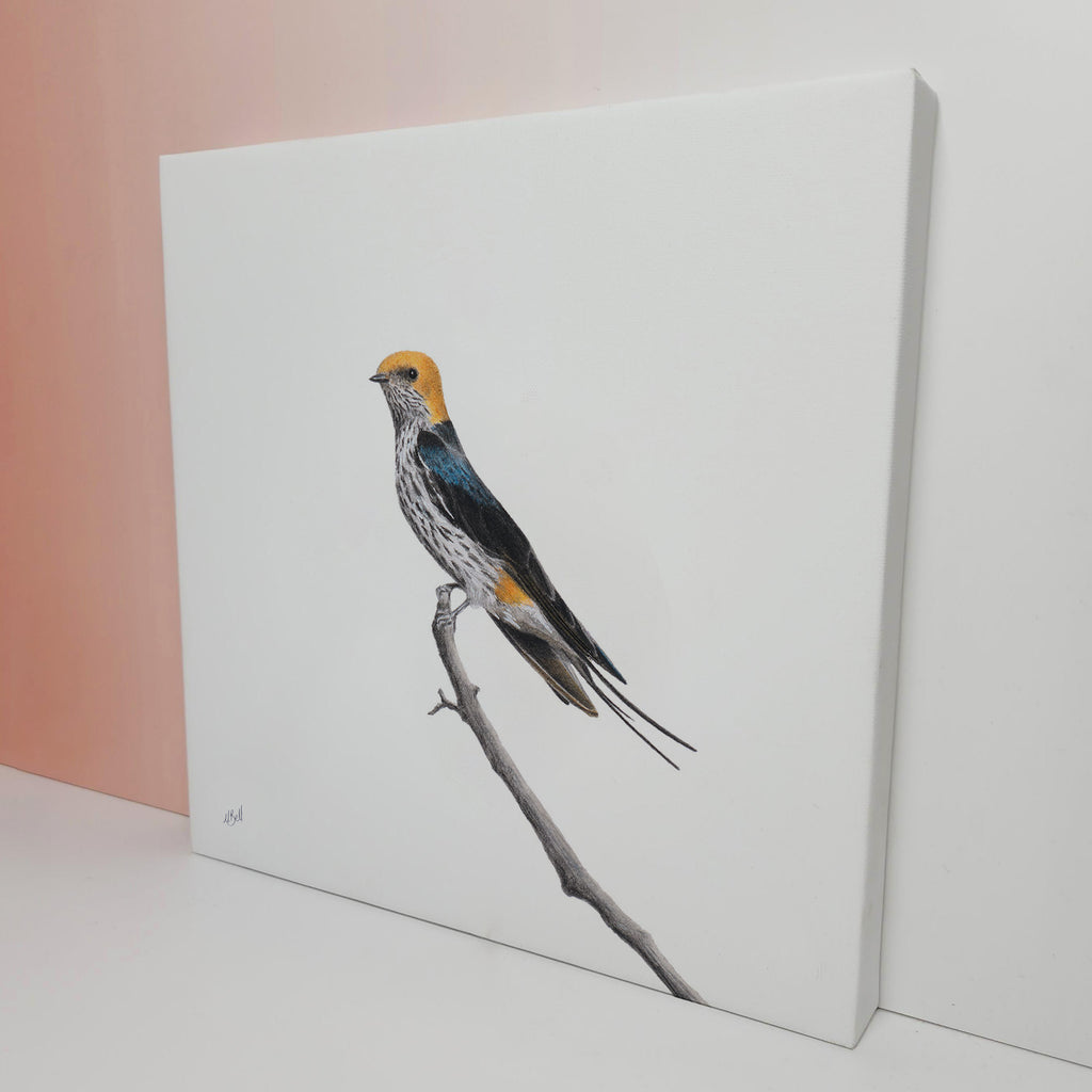 South African bird artwork on canvas, stretched on wooden frame by wildlife artist Matthew Bell of a Lesser Striped Swallow