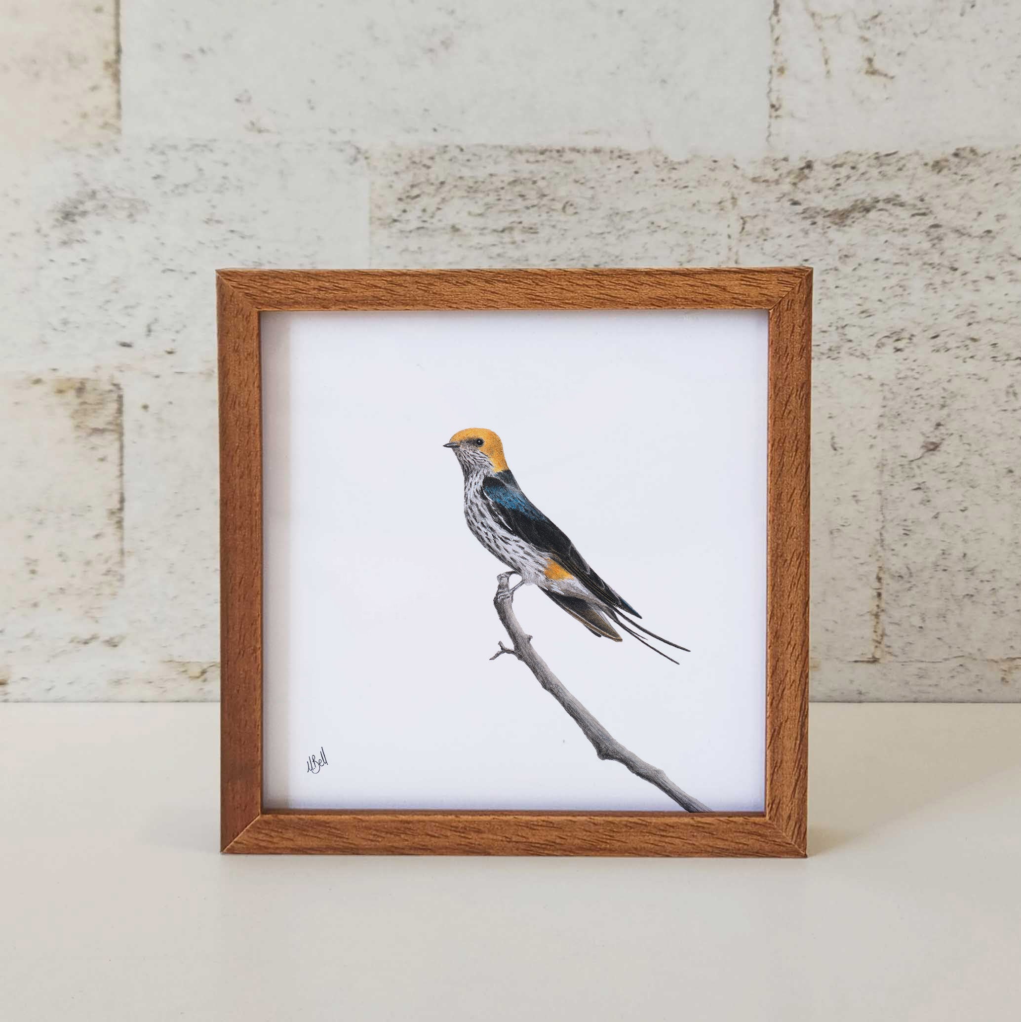 Kiaat wood framed miniature artwork of a Lesser Striped Swallow, part of wildlife artist Matthew Bell's birds of South Africa gallery