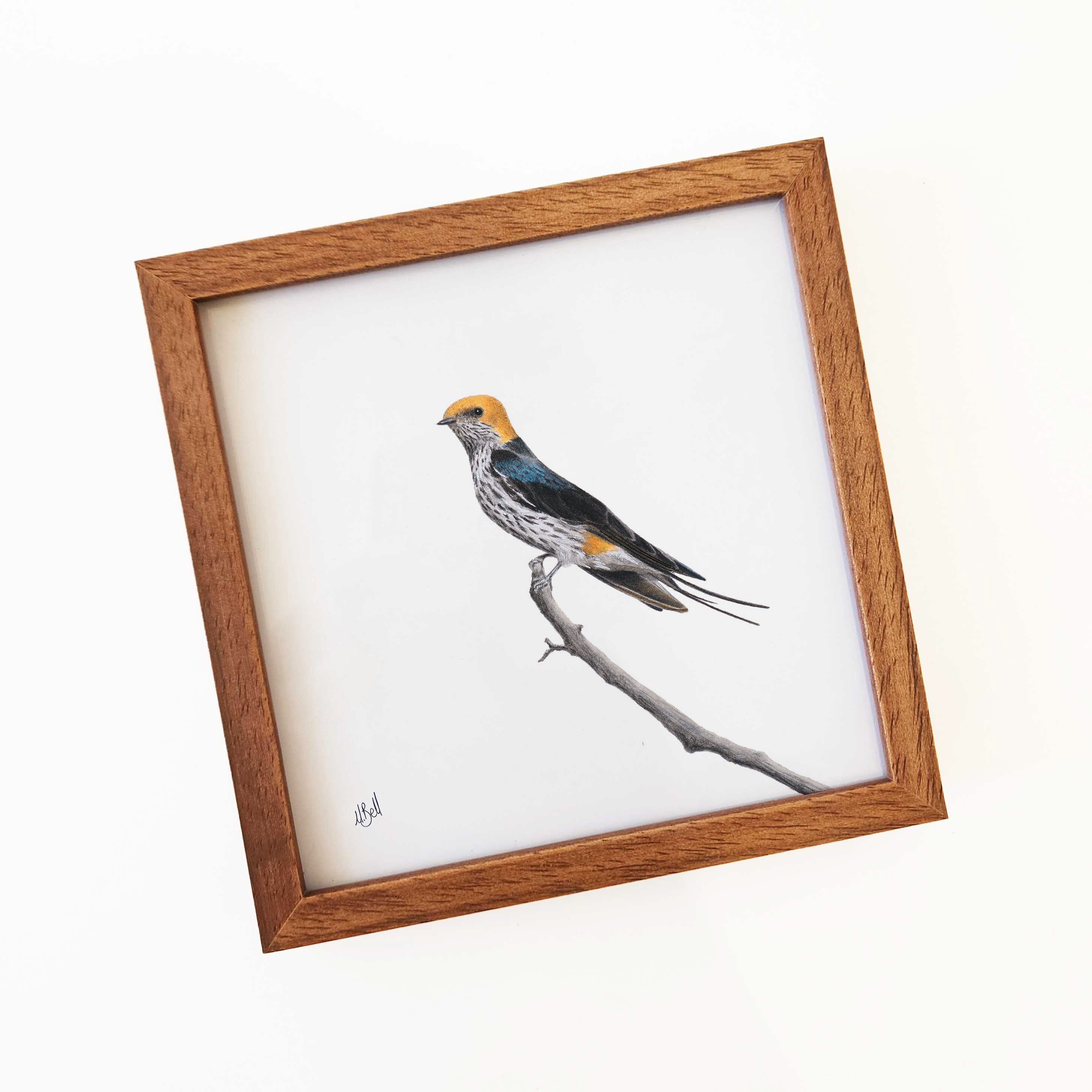 Kiaat wood framed miniature artwork of a Lesser Striped Swallow, part of wildlife artist Matthew Bell's birds of South Africa gallery