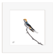 Lesser Striped Swallow - LSS
