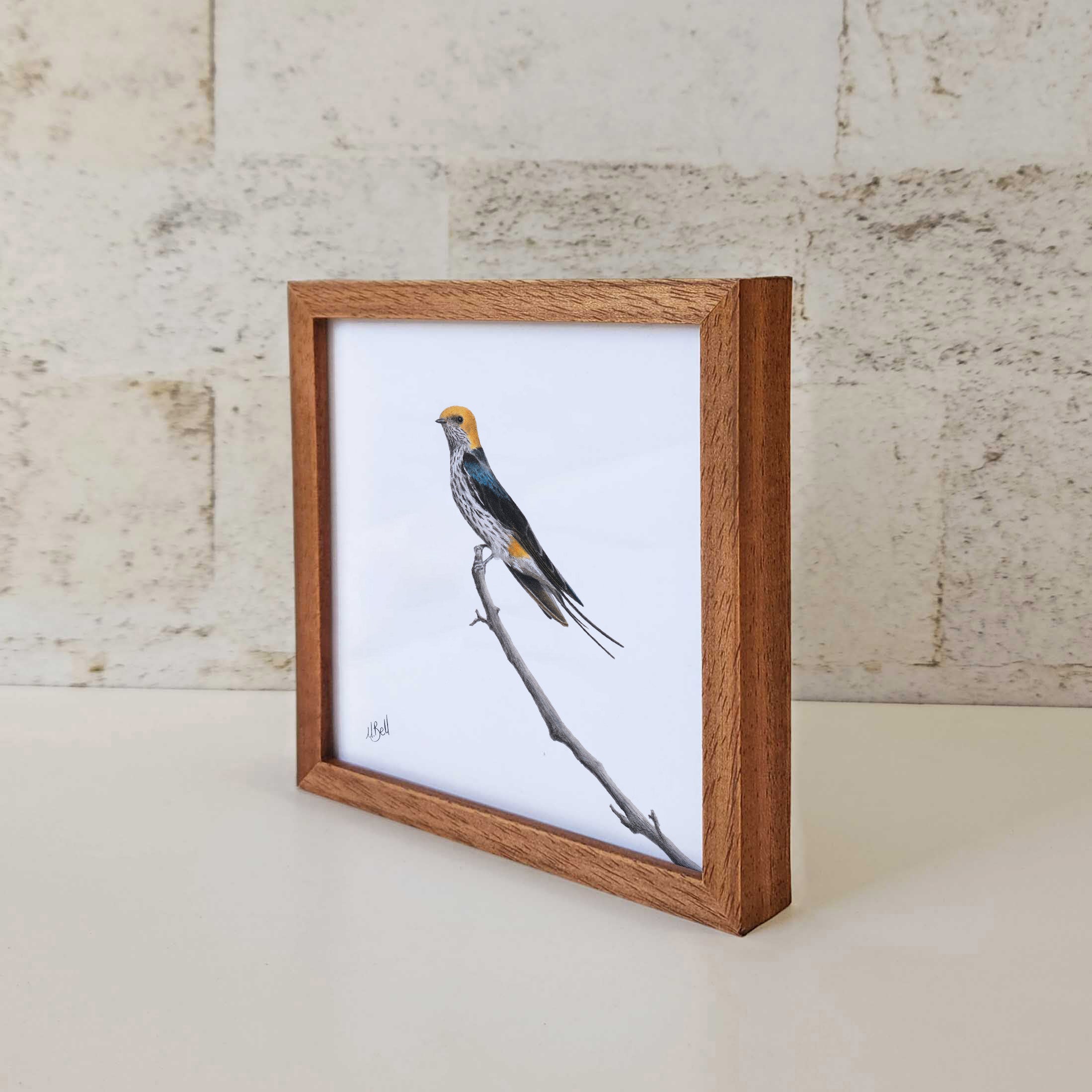 Kiaat wood framed miniature artwork of a Lesser Striped Swallow, part of wildlife artist Matthew Bell's birds of South Africa gallery