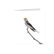 Lesser Striped Swallow Greeting Card - LSS