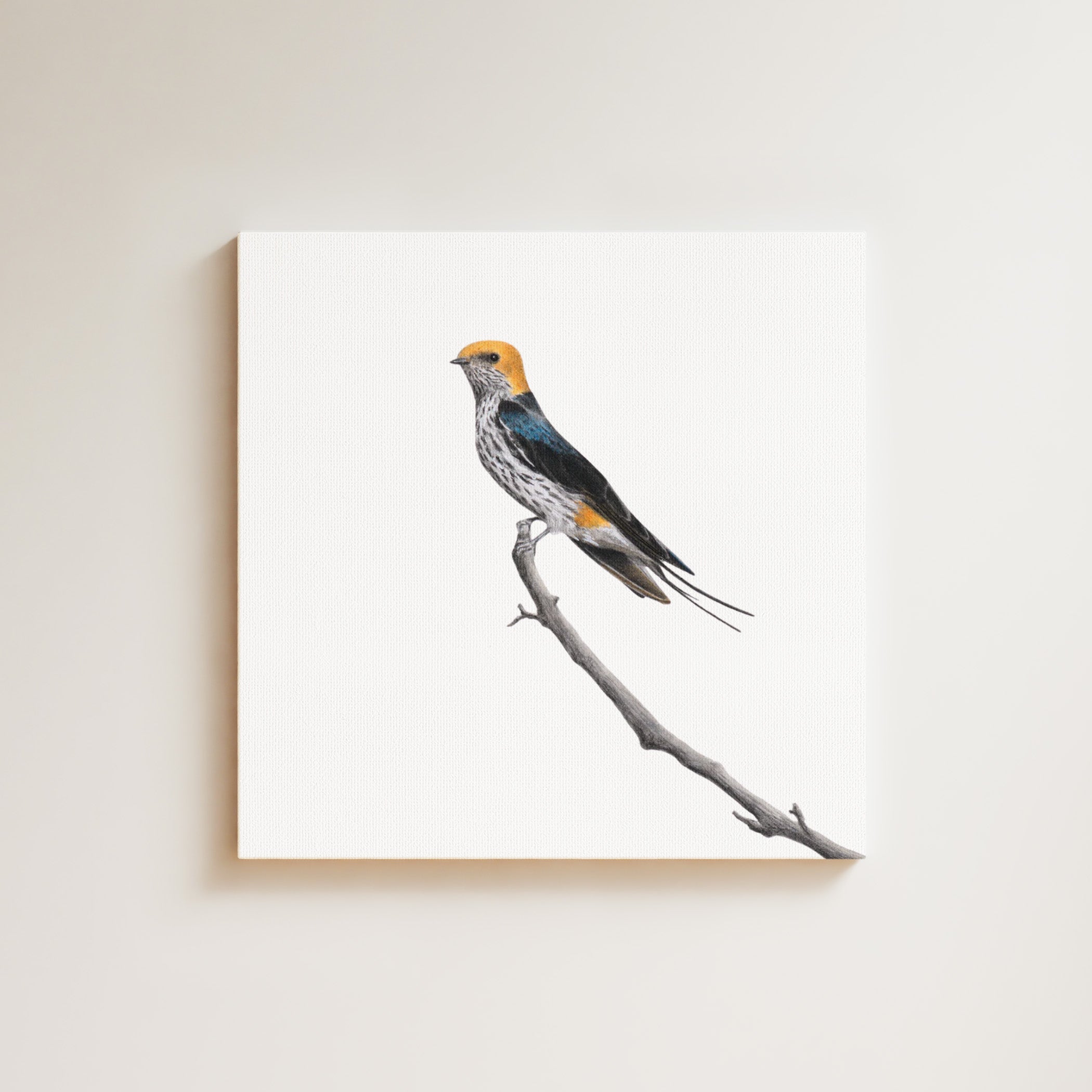 Lesser Striped Swallow drawing on canvas by South African wildlife artist Matthew Bell
