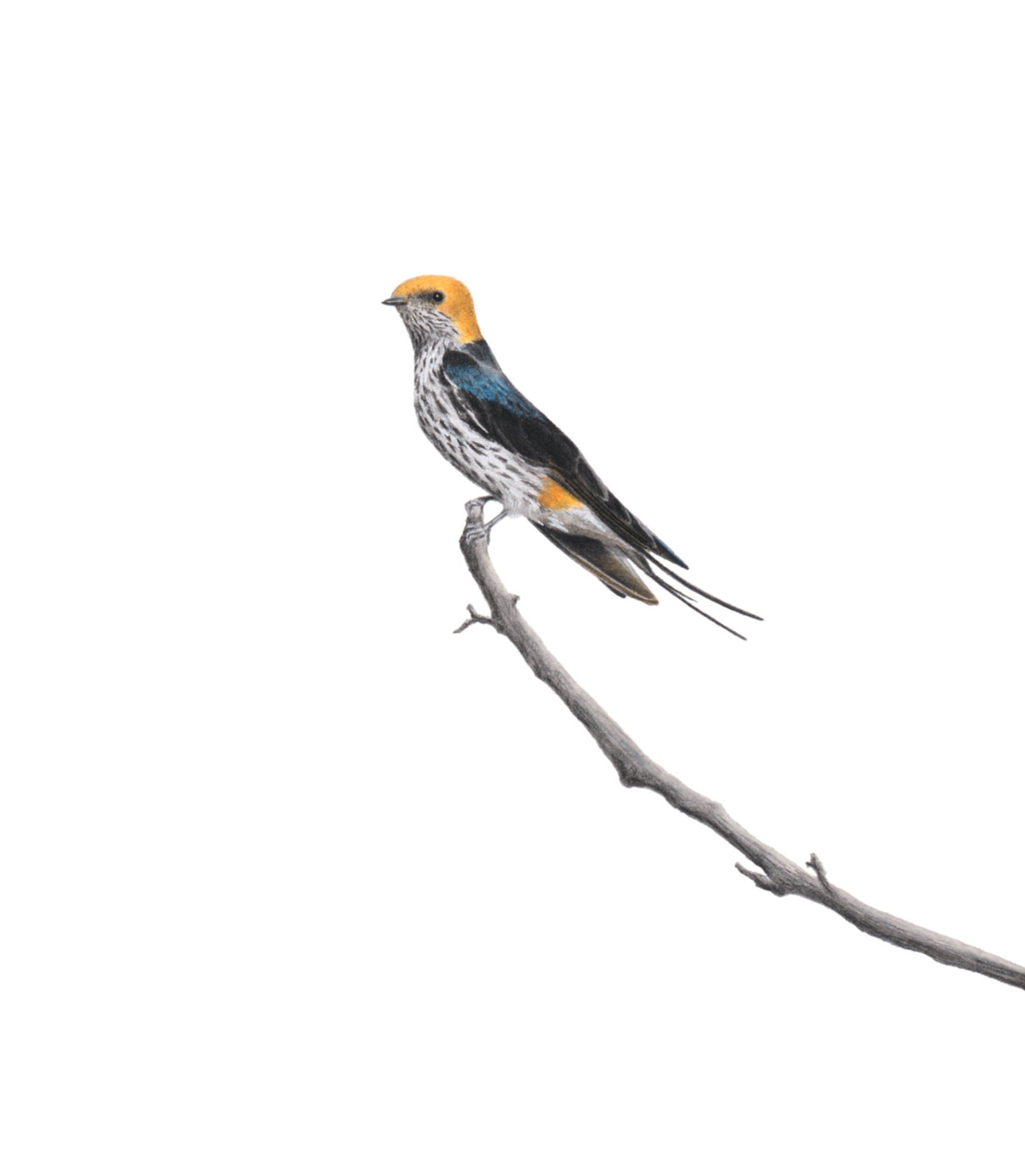 Lesser Striped Swallow original pencil drawing artwork by Matthew Bell