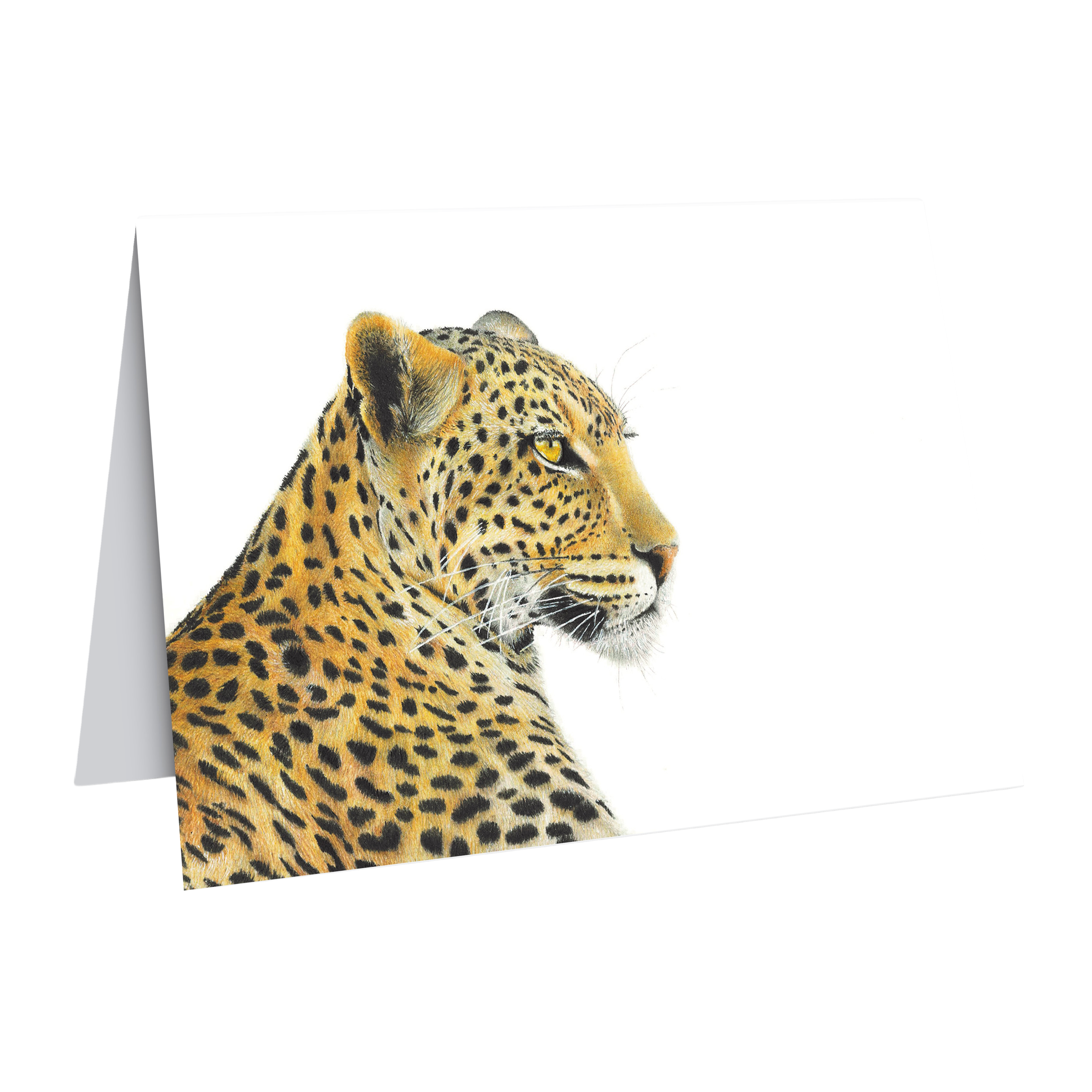 Leopard portrait greeting card by wildlife artist Matthew Bell