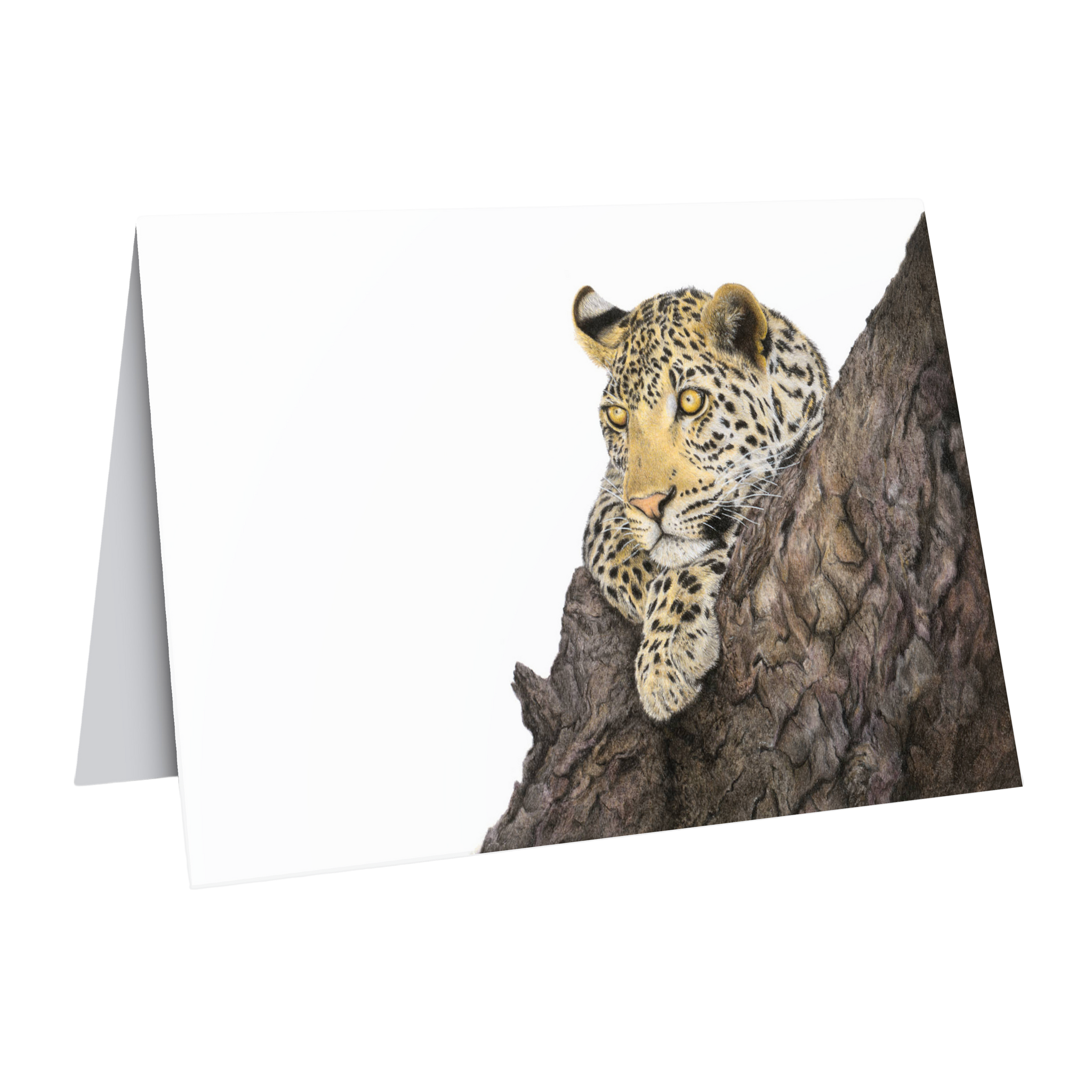 Leopard gift card wildlife pencil drawing by Matthew Bell