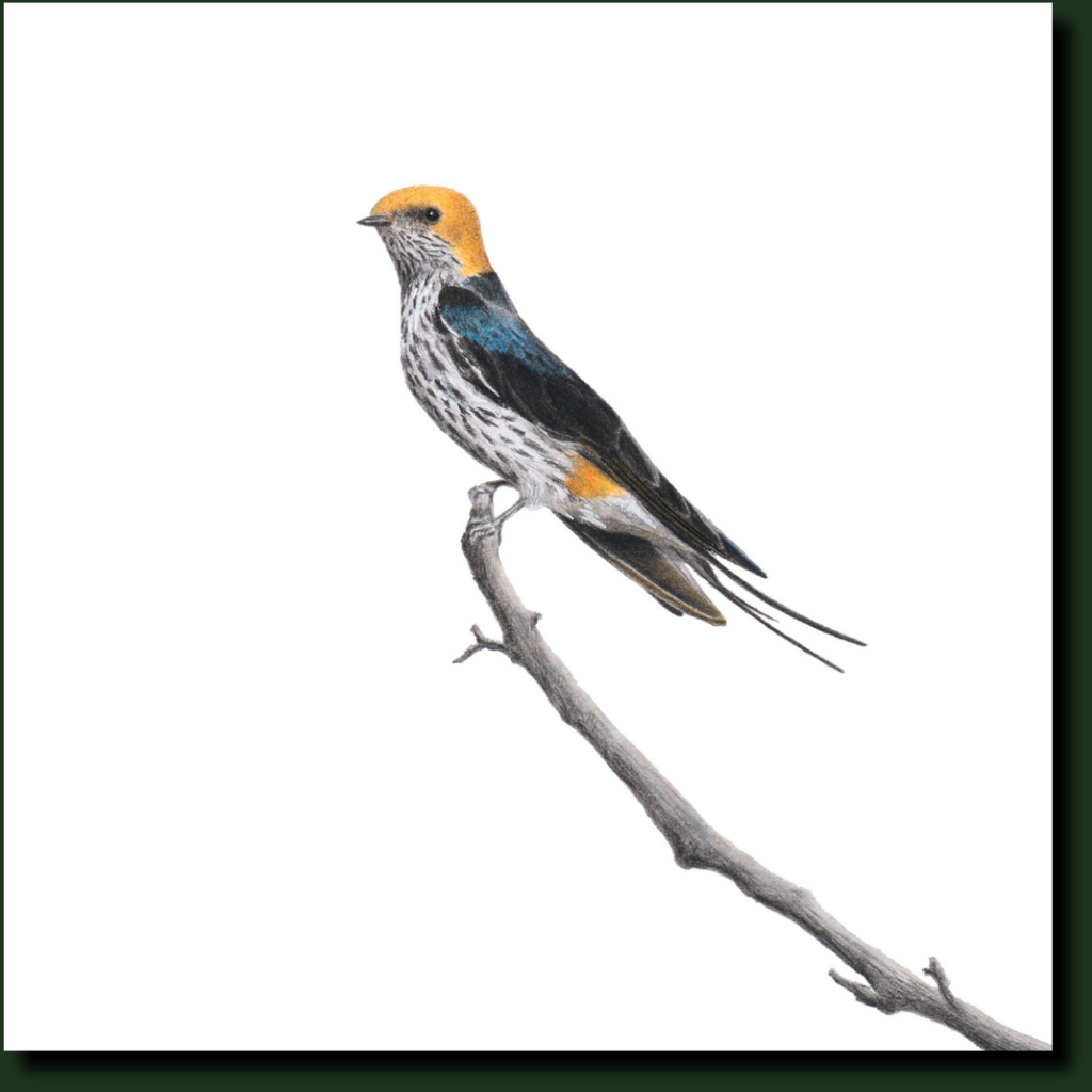 Lesser Striped Swallow bird artwork by Matthew Bell