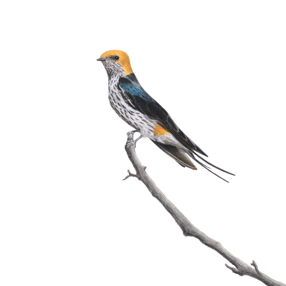 South African bird artwork, pencil drawing by Matthew Bell of a Lesser Striped Swallow