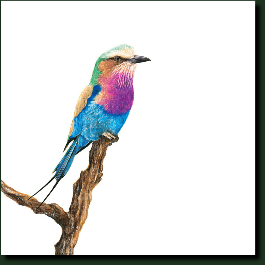 Lilac Breasted Roller in Kruger Park bird artwork y Matthew Bell