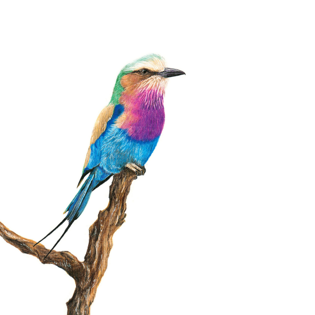 South African wildlife bird artwork by Cape Town artist Matthew Bell on canvas stretched onto a wooden frame of a Lilac Breasted Roller