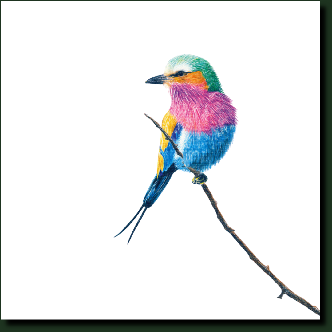 Lilac Breasted Roller in Kruger Park bird artwork y Matthew Bell