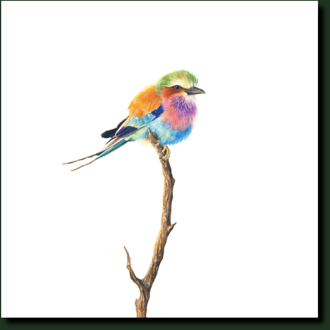 Lilac Breasted Roller in Kruger Park bird artwork y Matthew Bell