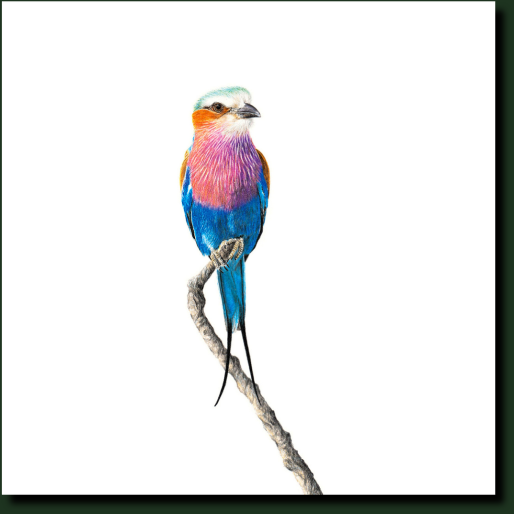 Lilac Breasted Roller in Kruger Park bird artwork y Matthew Bell