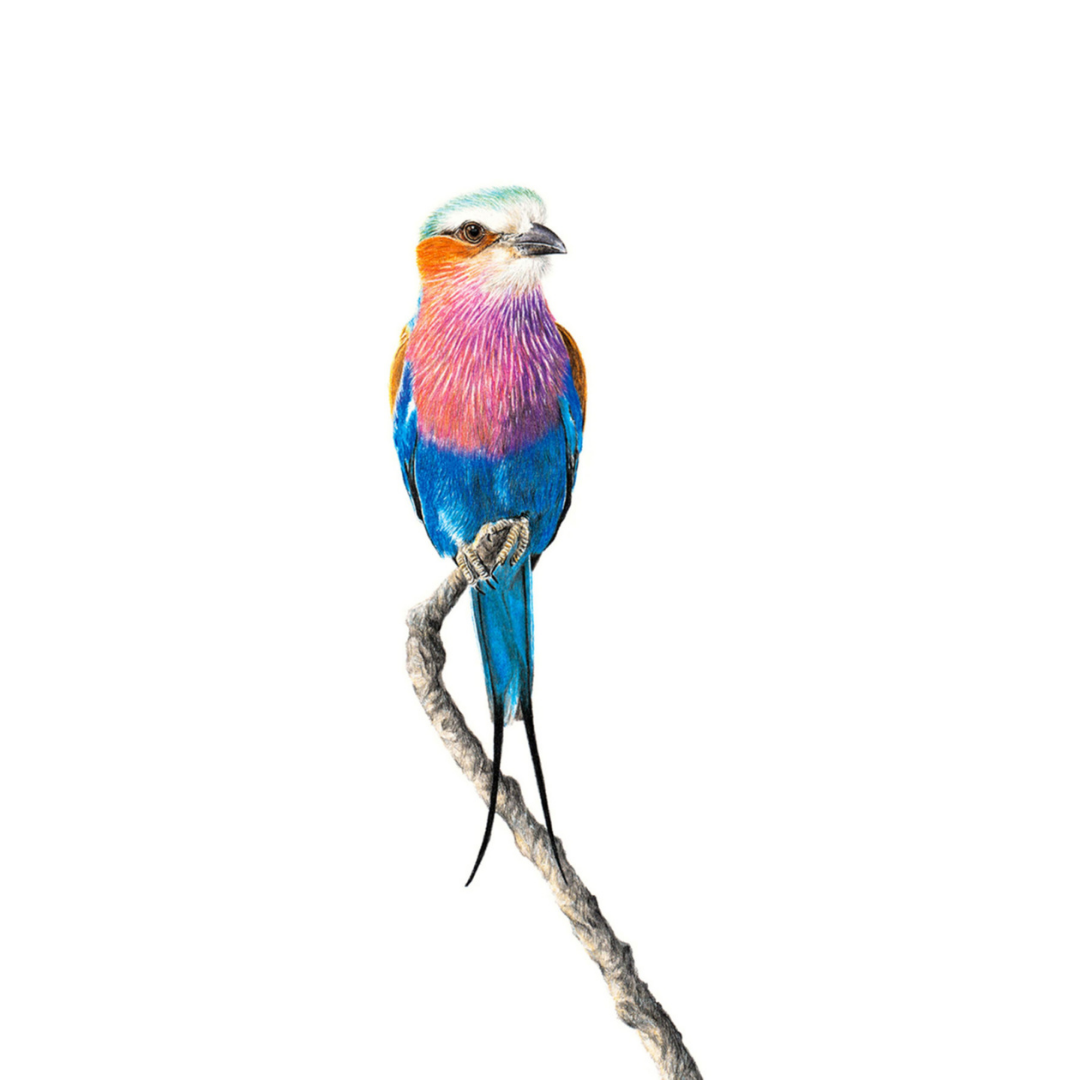 South African bird artwork by Matthew Bell, drawing of a Lilac Breasted Roller