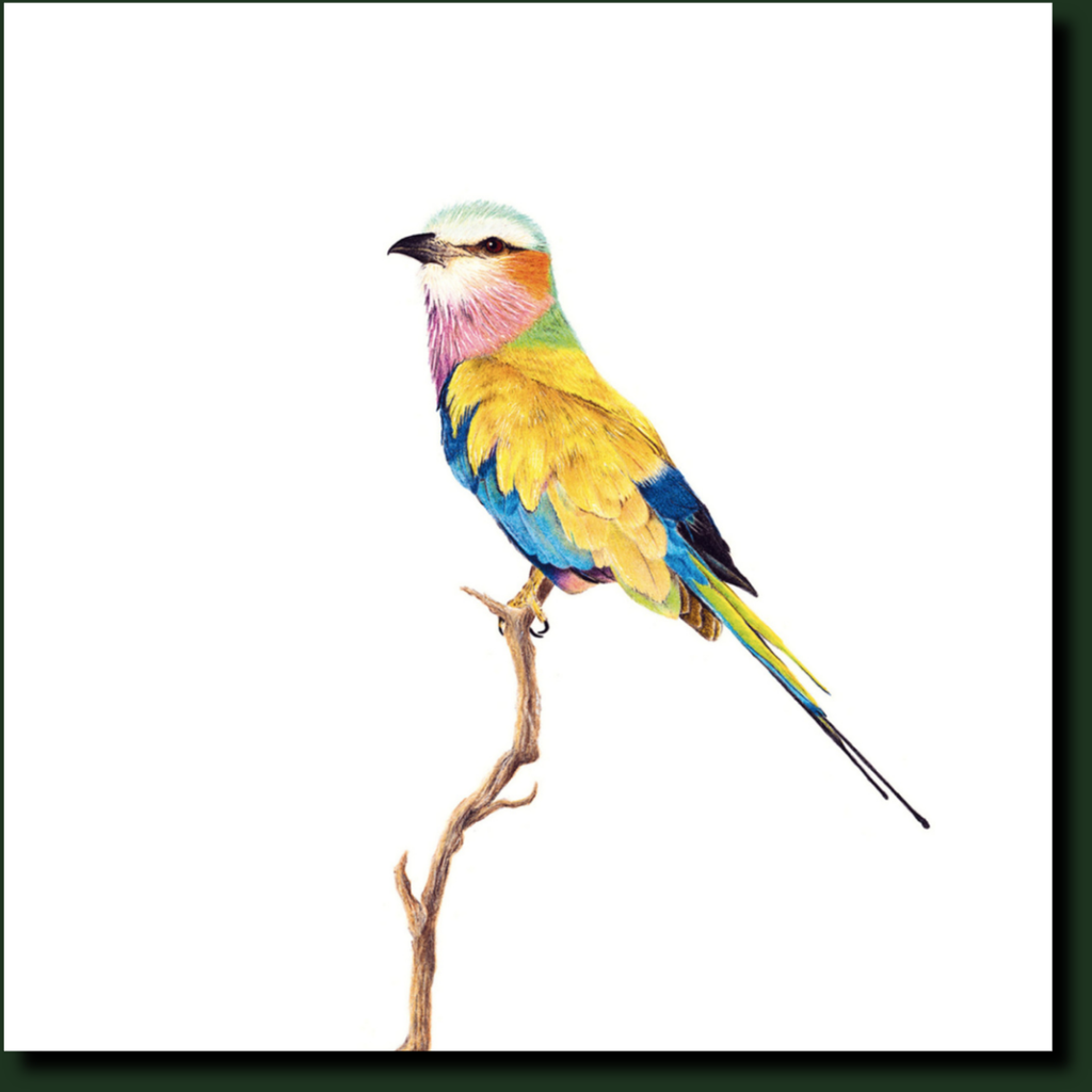 Lilac Breasted Roller in Kruger Park bird artwork y Matthew Bell