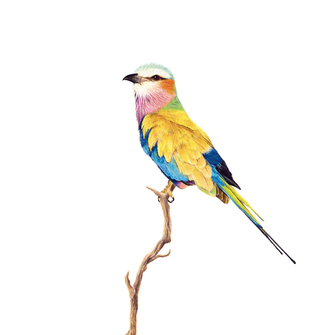 South African bird artwork by Matthew Bell, drawing of a Lilac Breasted Roller