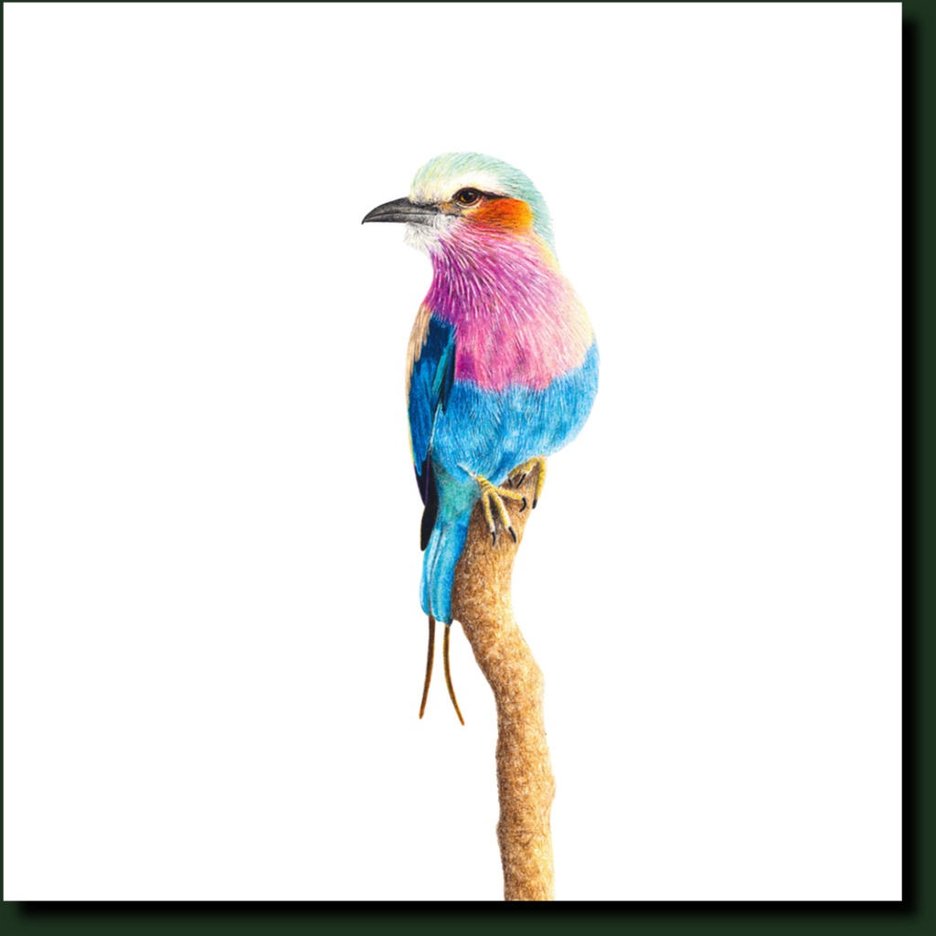 Lilac Breasted Roller in Kruger Park bird artwork y Matthew Bell