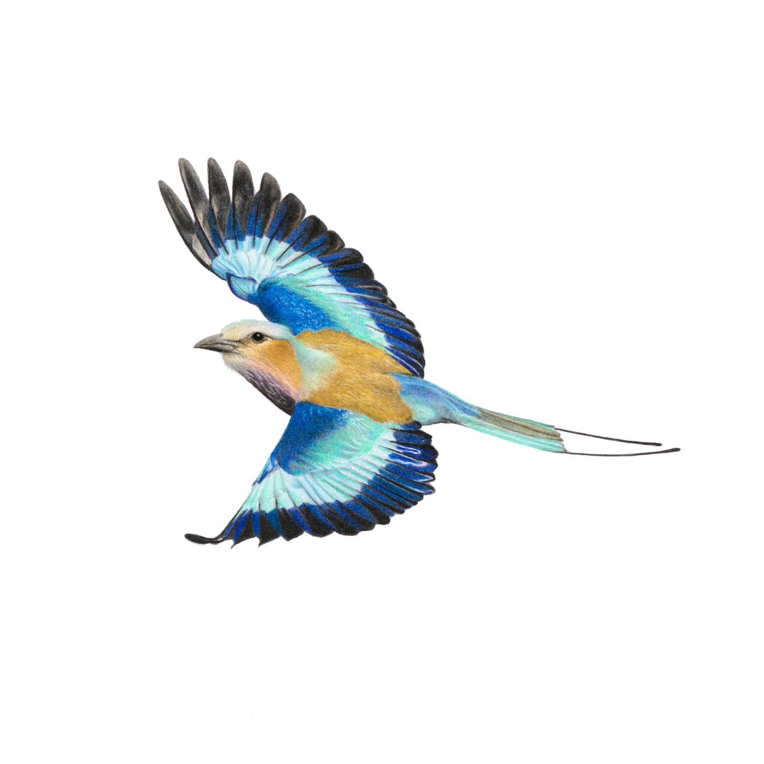 South African bird artwork, pencil drawing by Matthew Bell of a Lilac Breasted Roller