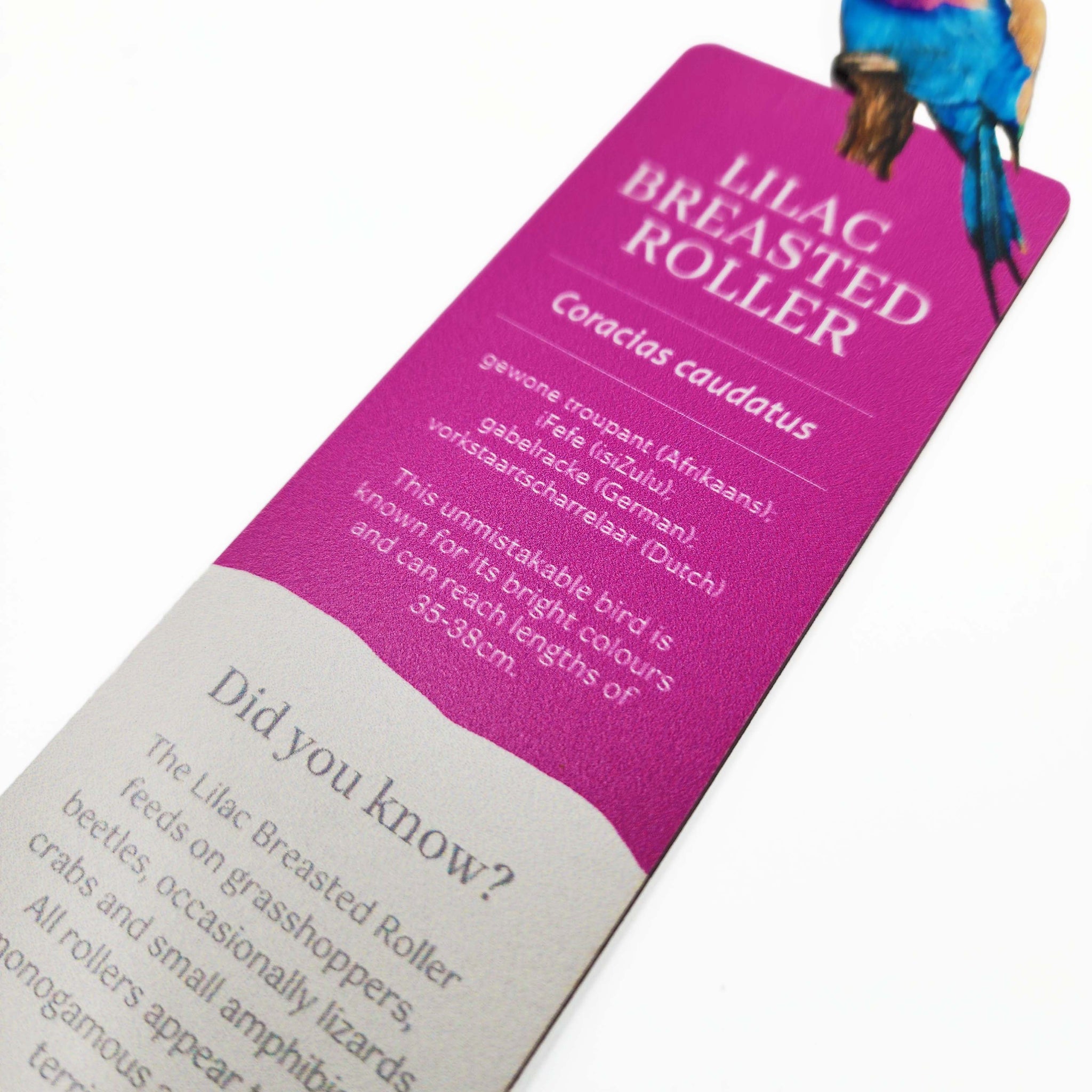 South African bird premium quality solid wooden bookmark showing with fascinating facts