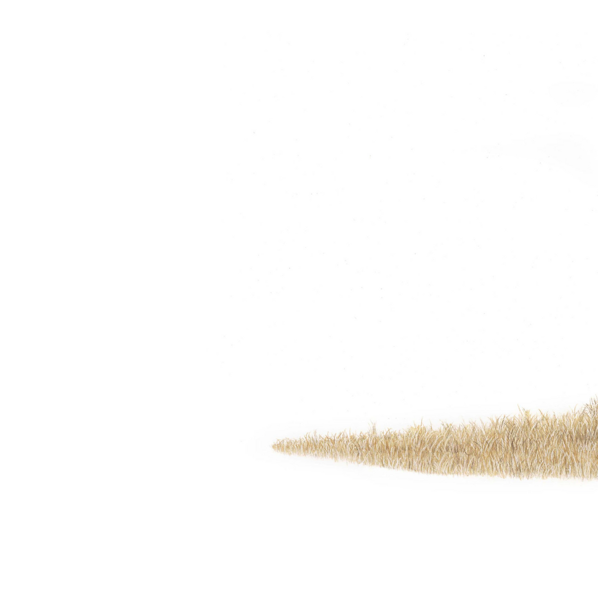 African lion panoramic wildlife print featuring a beautifully detailed pencil drawing by Matthew Bell.