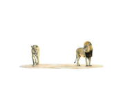Two lions - male and female in the busveld of South Africa. Pencil artwork by Matthew Bell