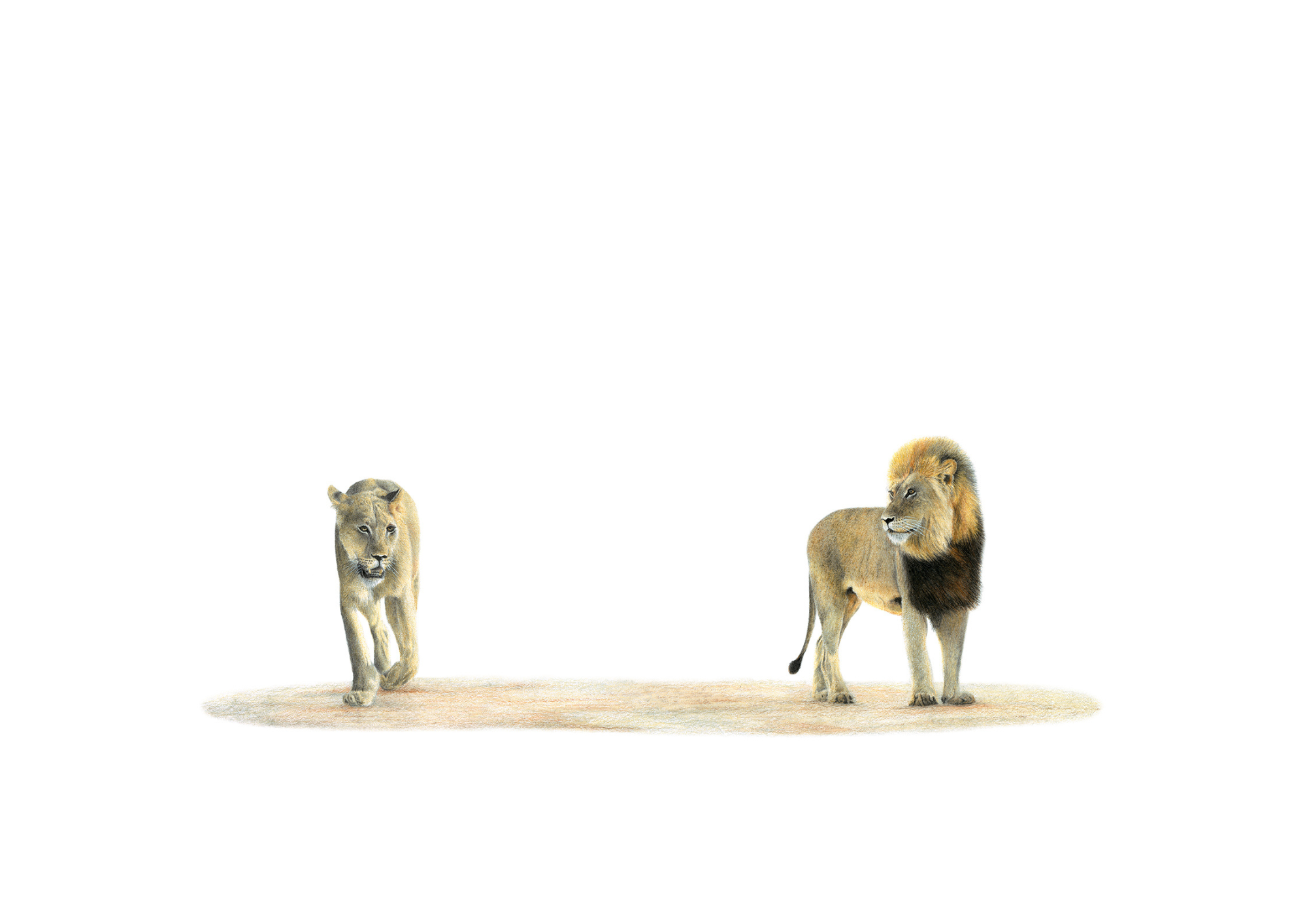 Two lions - male and female in the busveld of South Africa. Pencil artwork by Matthew Bell