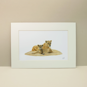 Original pencil drawing by Matthew Bell, South African wildlife artist of a lioness and a juvenile lion in the Kruger National Park