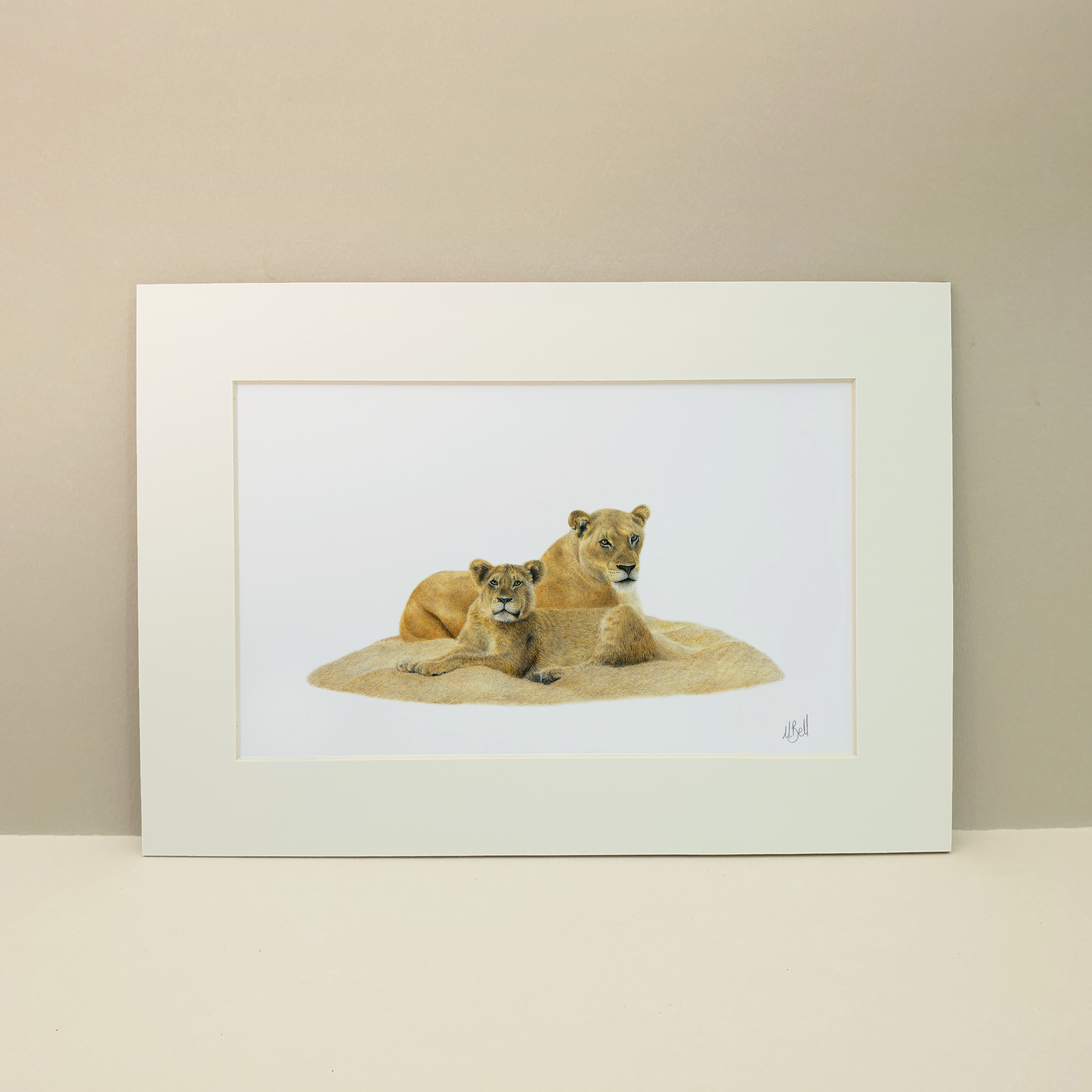 Original pencil drawing by Matthew Bell, South African wildlife artist of a lioness and a juvenile lion in the Kruger National Park