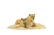 Pencil artwork by South African wildlife artist Matthew Bell of a mother and cub lion