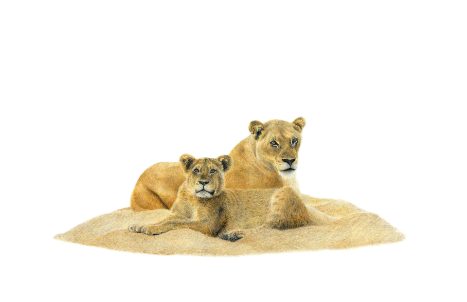 Pencil artwork by South African wildlife artist Matthew Bell of a mother and cub lion