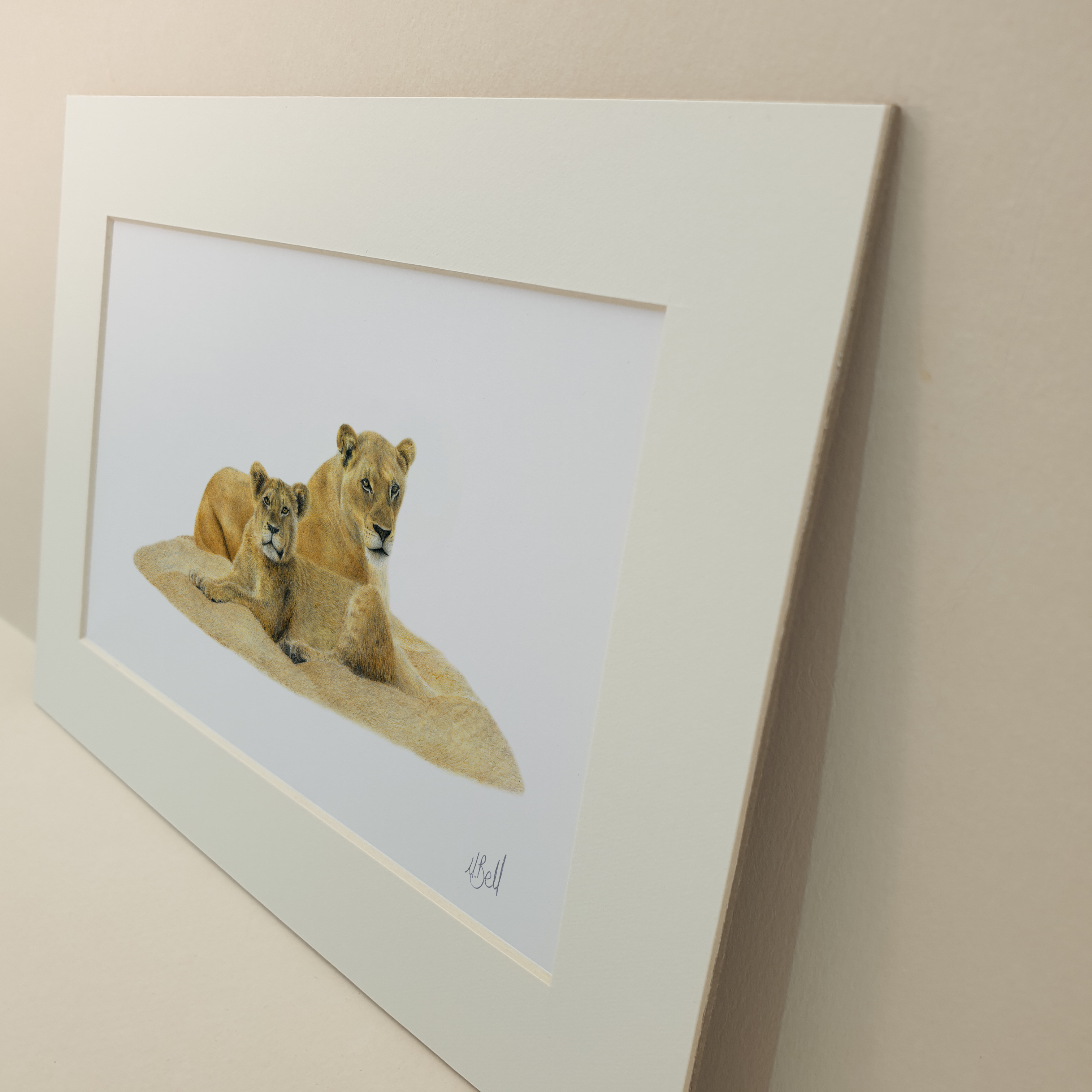 Original pencil drawing by Matthew Bell, South African wildlife artist of a lioness and a juvenile lion in the Kruger National Park