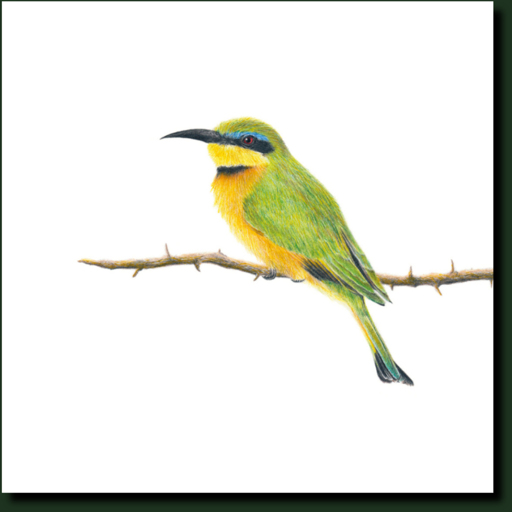 Little Bee Eater artwork by Matthew Bell